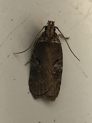 Agonopterix curvilineella