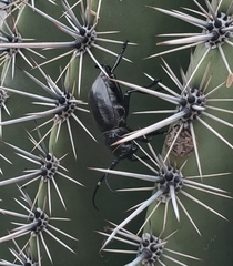 Moneilema gigas