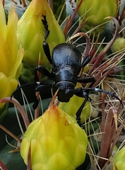 Moneilema gigas