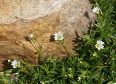 Dichodon cerastoides