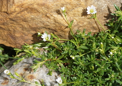 Dichodon cerastoides