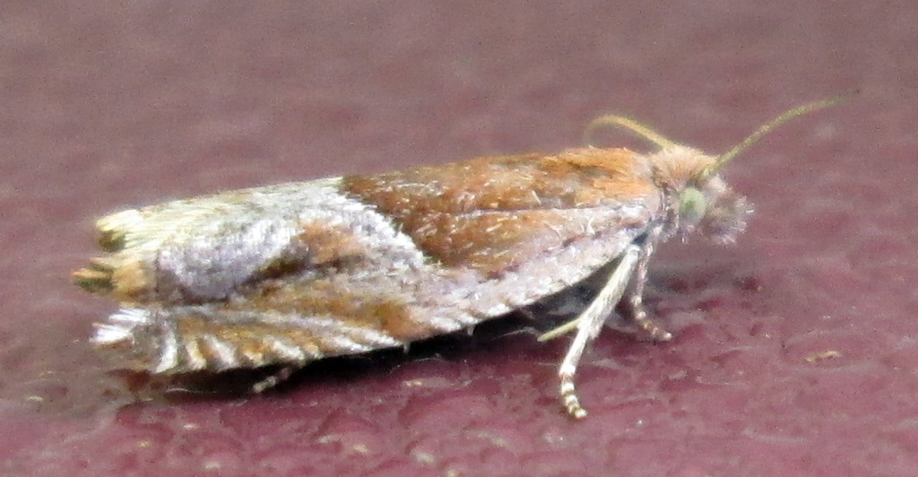 Strawberry Leafroller Moth