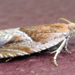 Strawberry Leafroller Moth - Photo (c) joannerusso, some rights reserved (CC BY-NC), uploaded by joannerusso