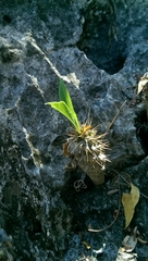 Pachypodium lamerei