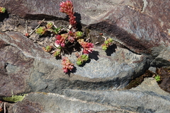 Sedum tenellum