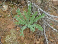 Othonna auriculifolia