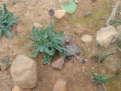 Othonna auriculifolia