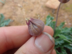 Othonna auriculifolia