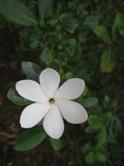 Gardenia scabrella