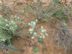 Gnidia francisci