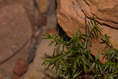 Acanthocarpus