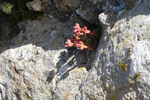 Sedum tenellum
