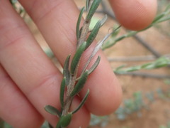 Gnidia francisci