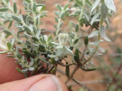 Gnidia francisci