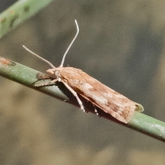 Occidentalia comptulatalis