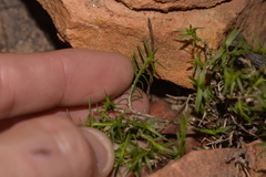Acanthocarpus