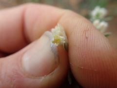 Gnidia francisci