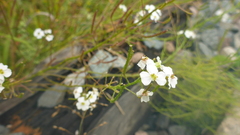 Dontostemon pinnatifidus