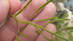 Dontostemon pinnatifidus