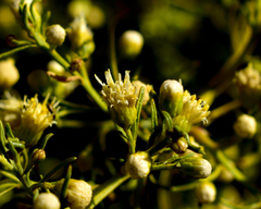 Baccharis paniculata