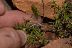 Acanthocarpus