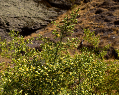 Baccharis paniculata
