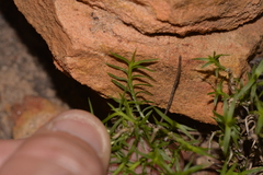 Acanthocarpus