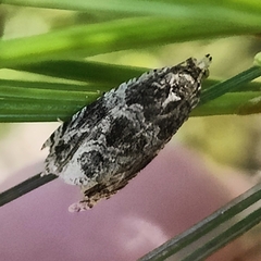 Olethreutes appendiceum