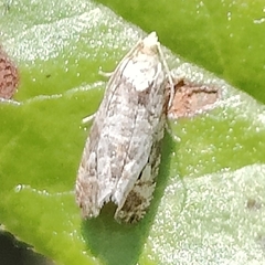 Olethreutes appendiceum