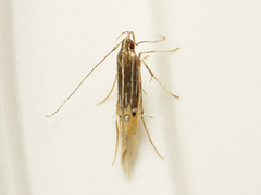 Cosmopterix callichalca