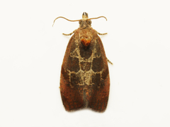 Evora hemidesma