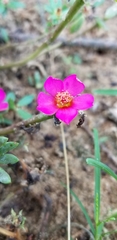 Portulaca amilis