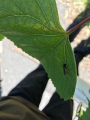 Arge pagana stephensii