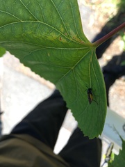 Arge pagana stephensii