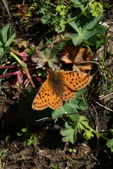 Boloria caucasica