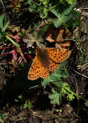 Boloria caucasica
