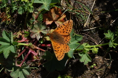 Boloria caucasica