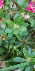 Portulaca amilis
