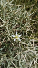 Arenaria pungens