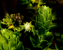 Baccharis patagonica