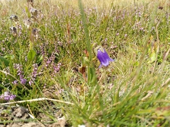 Campanula barbata