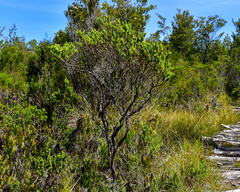Baccharis patagonica