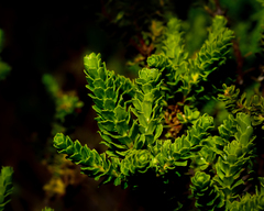 Baccharis patagonica
