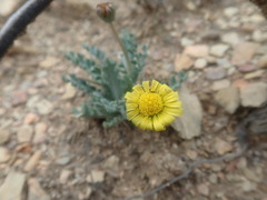 Othonna auriculifolia