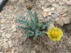Othonna auriculifolia