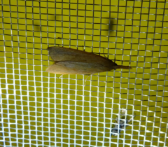 Schoenobiinae