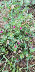 Portulaca amilis