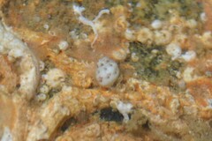Tricolia pullus