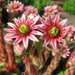 Sempervivum × funckii - Photo (c) Lokal_Profil, some rights reserved (CC BY), uploaded by Lokal_Profil