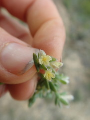 Gnidia francisci